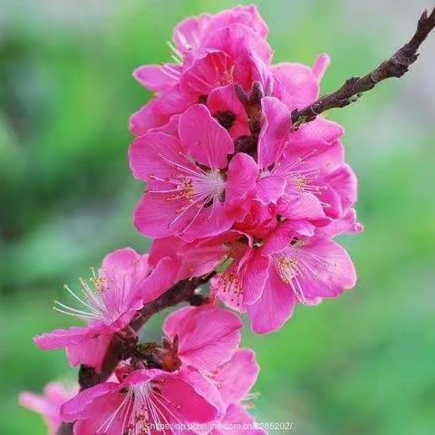 七律两首•桃花吟