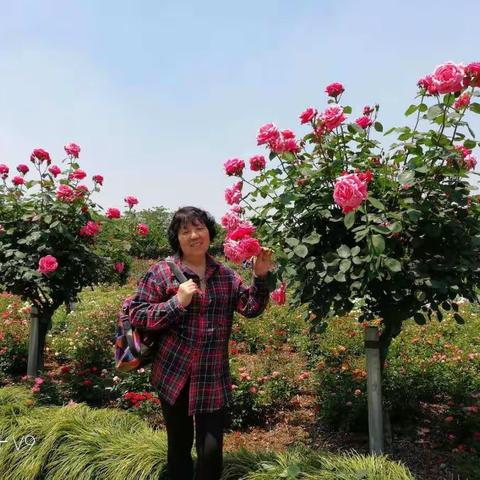 女人花
