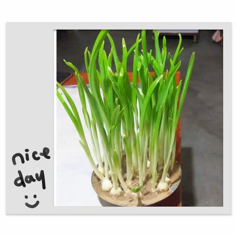 实践活动——我与蒜苗共成长