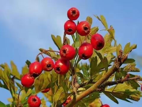 成中劳动实践篇——199班采摘活动