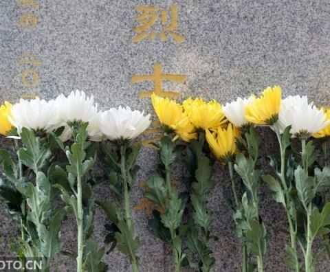 一束菊花寄追思