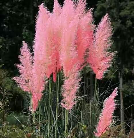 不起眼的它们，醉了眼眸乱了心，待你领略来自自然给予的一份礼物！