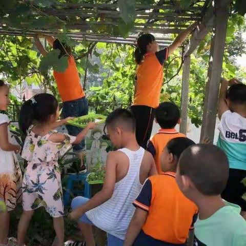 哈哈！安居幼儿园的葡萄成熟了！