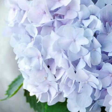 【香蕉妈成长日记第488 篇】第六场读书会《全脑教养法》线上第2场