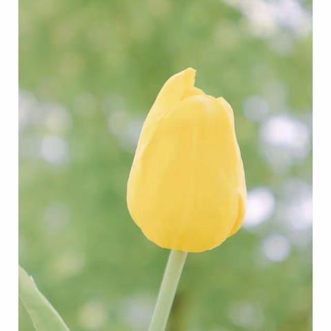 【香蕉妈成长日记第490 篇】有关孩子们的学习