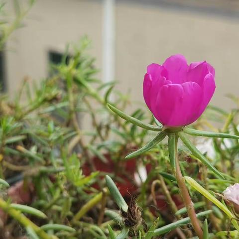 【香蕉妈成长日记第487 篇】我的同桌——彦智