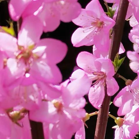 榆叶梅 吕世豪老师拍摄的精美之作