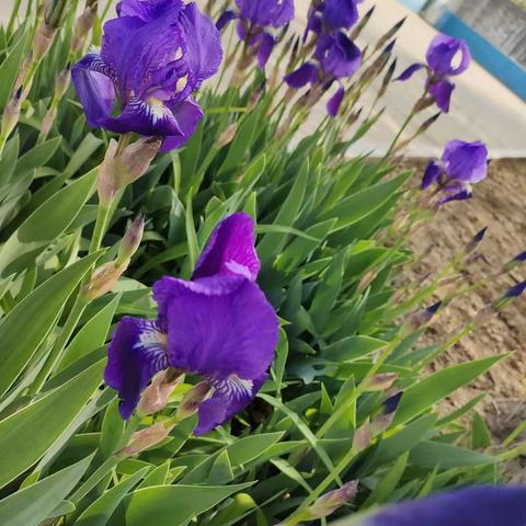 三尺讲台勤耕耘，一片丹心育桃李