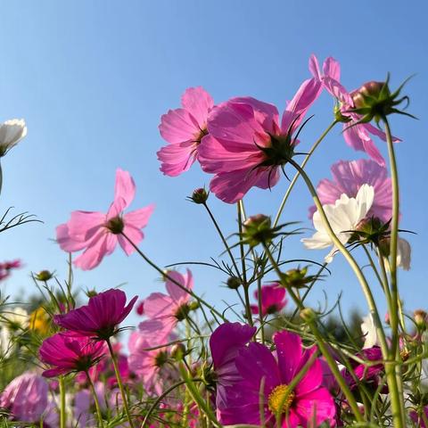 奥森北园看格桑花