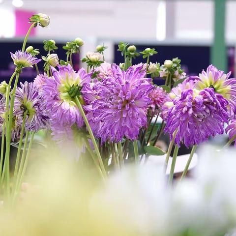 参观第二十六届中国国际花卉园艺展览会