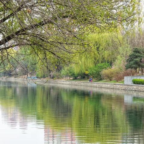 望京北小河滨河玉兰花畔