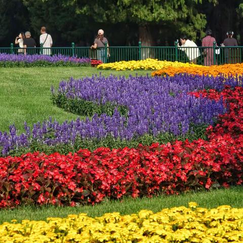 红五月鲜花盛开的地方