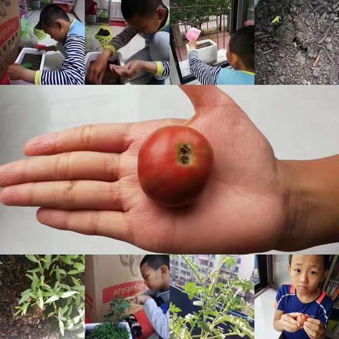 逸夫小学葵花向阳小五班～播种希望，收获成长～～ 开花～结果