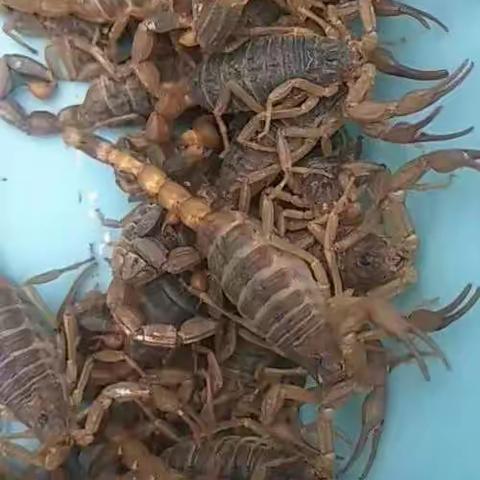 药蝎养殖育种基地