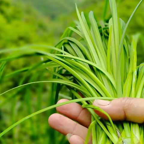 爬山记之23：橄榄坝后山行之第七次赴出水处