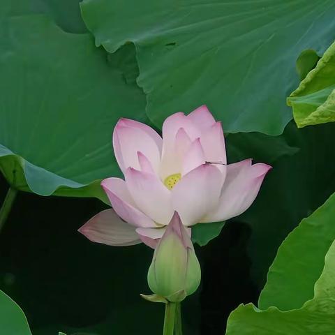 周日荷花别样红