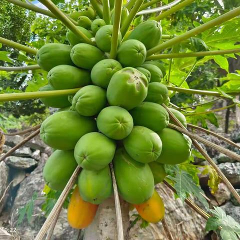 爬山记之26：三进知了寨“偷”东西😂