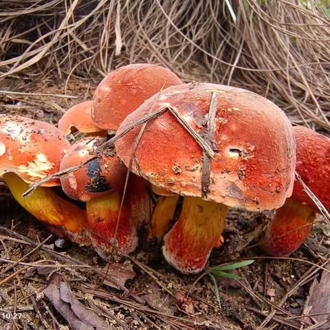 爬山记之24：勐峨林场找菌子之收获满满