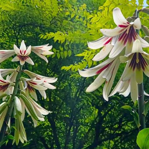 爬山记之21:大棚子水库方向寻找野百合