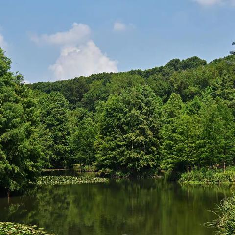 燕雀湖的盛夏风景与深秋风景