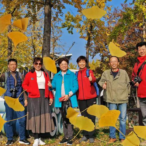 金黄的银杏叶飘满大地