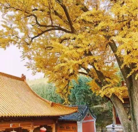 孩子们眼中的秋天（三2班小蜜蜂中队）