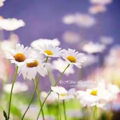 翰墨书香   书写芳华——记宝昌二中语文教研八年级书法比赛颁奖活动