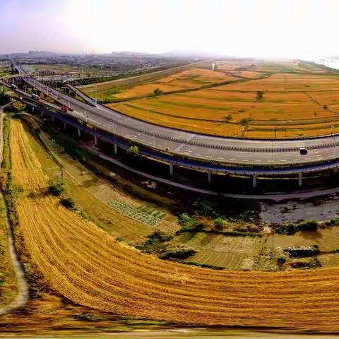 大地金色，丰收景象