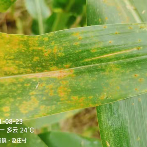 抗锈先锋——绿水晶新单58