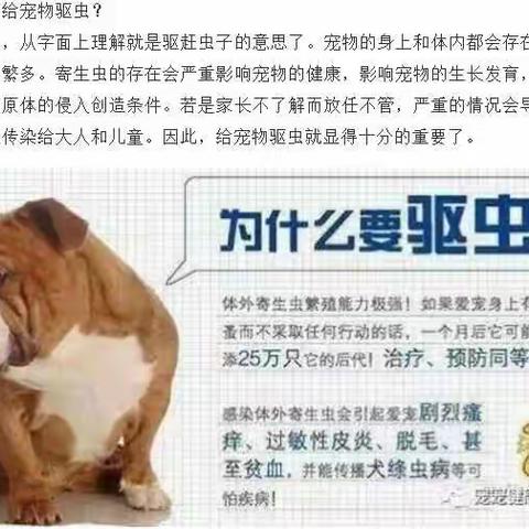 夏季体内外驱虫的必知