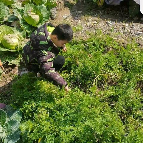 体验农村生活一104班邓林哲