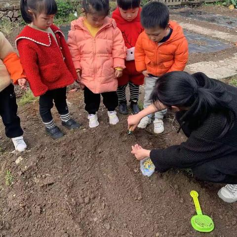 水南中心幼儿园小班菜园花絮