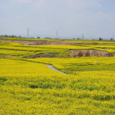 沙河红薯岭