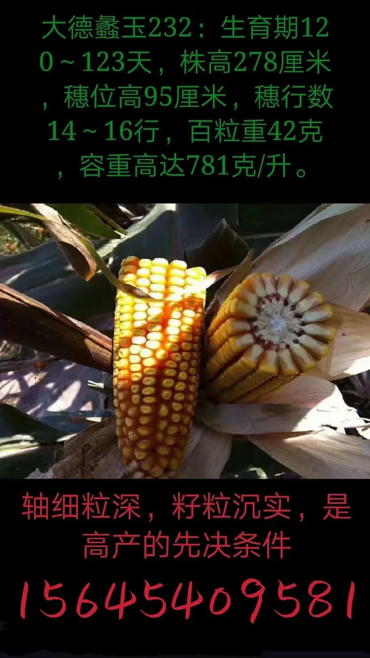 大德长丰蠡玉232图片