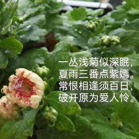 7.2 夏菊1