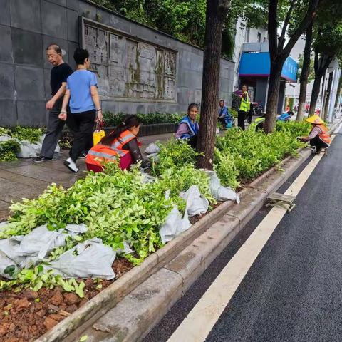 荷塘区园林绿化中心积极做好新华路绿化清理恢复工作