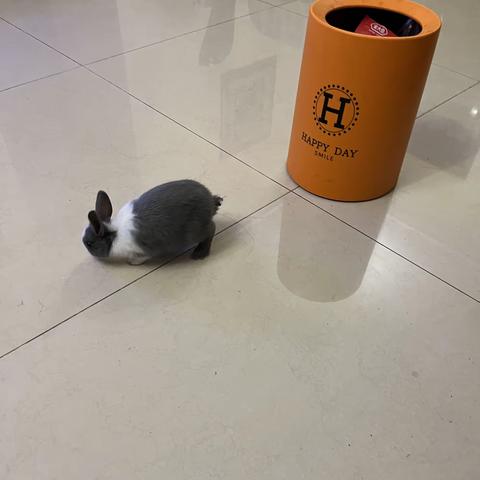 兔年我家来了两只小可爱🐰🐇