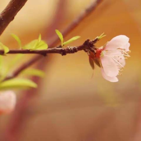 花韵流香——滨小周动态（第4期）