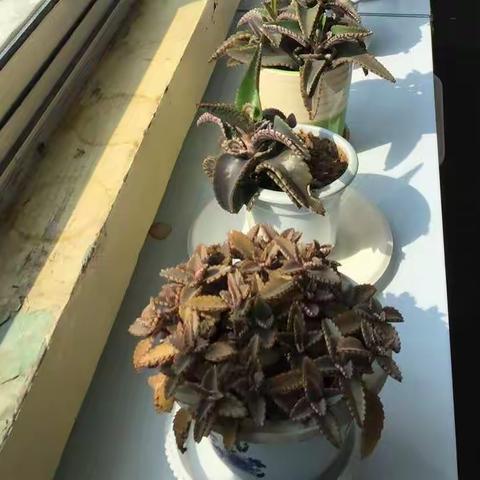 儿童品格家长学校之节俭（小班，四月）