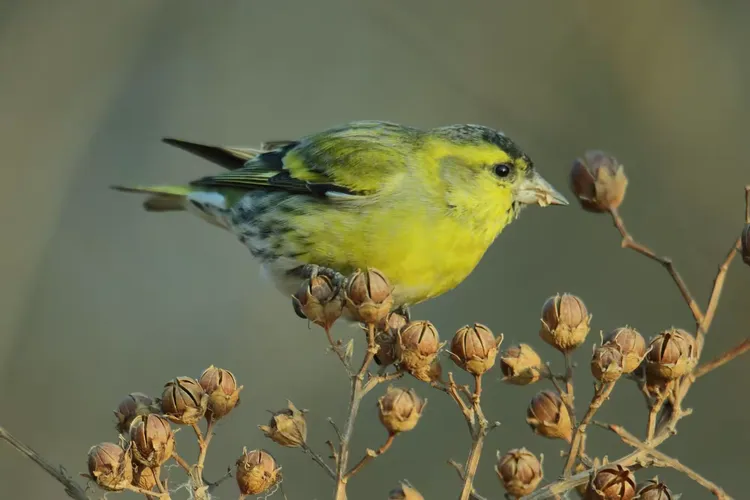黄雀（点击此处进入百度百科黄雀词条）