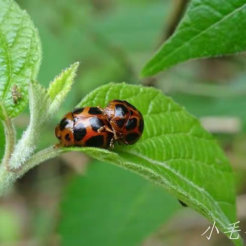 天宝岩国家级自然保护区昆虫系列——鞘翅目昆虫(肖叶甲）