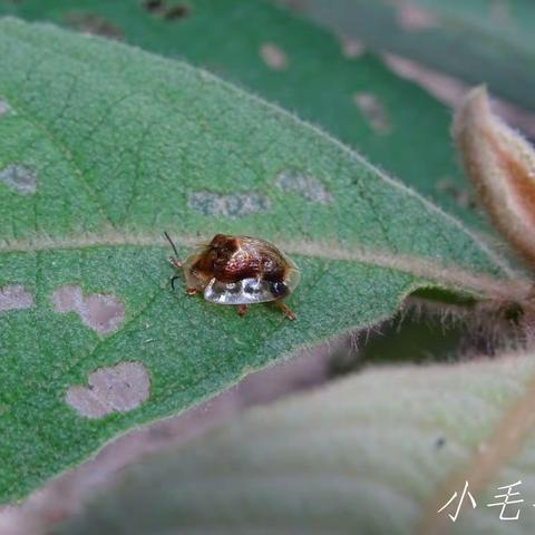 天宝岩国家级自然保护区昆虫系列——鞘翅目昆虫(龟甲）