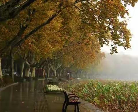 （现代诗）秋叶.秋雨