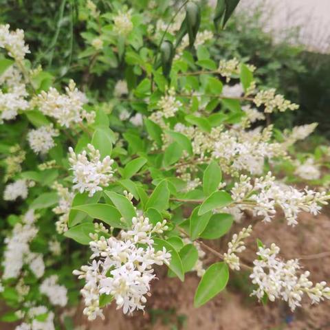 偃师市大口镇中学暨第二届“最受欢迎的教师”与“美德少年”推荐展示