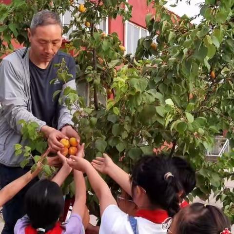 杏子熟啦！！！——承留镇北勋村小学