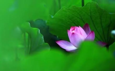 亲子陪伴抗疫情 家园合力助成长 （6月29日大班组）