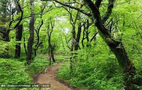 有雨，有你，有故事（1）——那片小树林