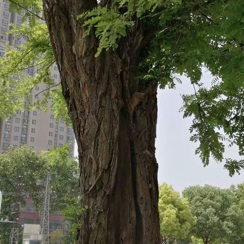 又是槐花飘香的季节——河南 南阳    张松波