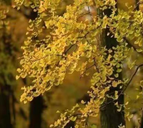 落叶飘飘🍂