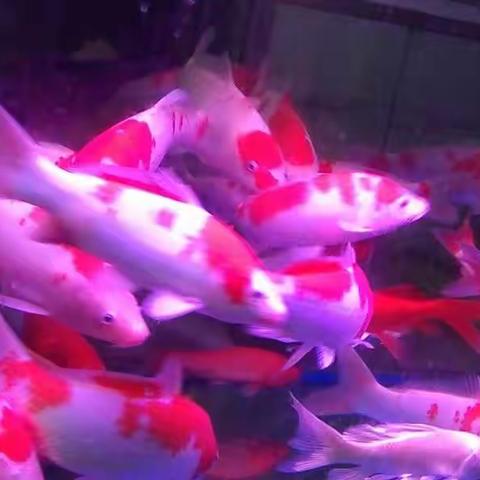 铭阳鱼缸欢迎围观